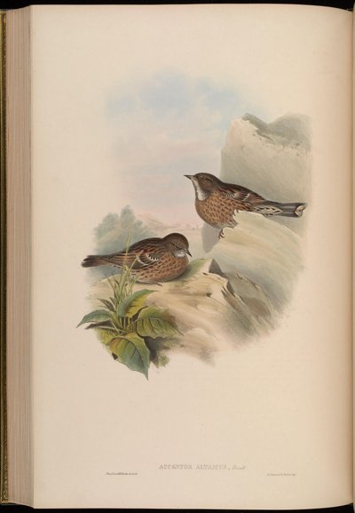 Accentor altaicus von John Gould